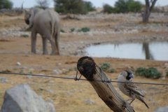 Namibie-462