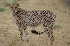 Namibie-485