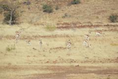 These gazelles