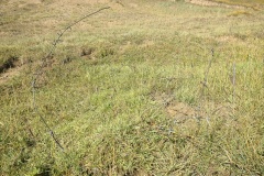 Local flowers on the old russian road